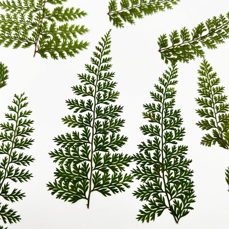 Art Craft Leaves - 100Pcs Natural Rain Fern Leaf Specimens,