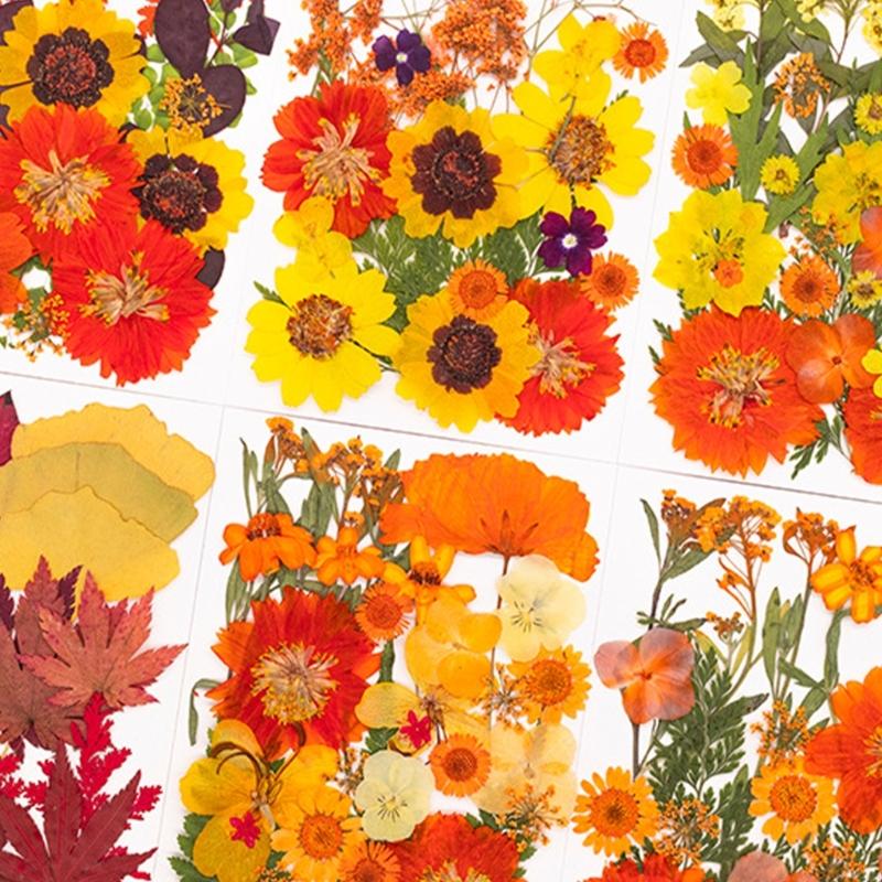 Natural Pressed Dried Flower F - огляд і ціна Art Craft Leaves