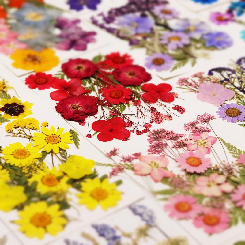 Real Natural Pressed Dried Pla - огляд і ціна Art Craft Flower Making