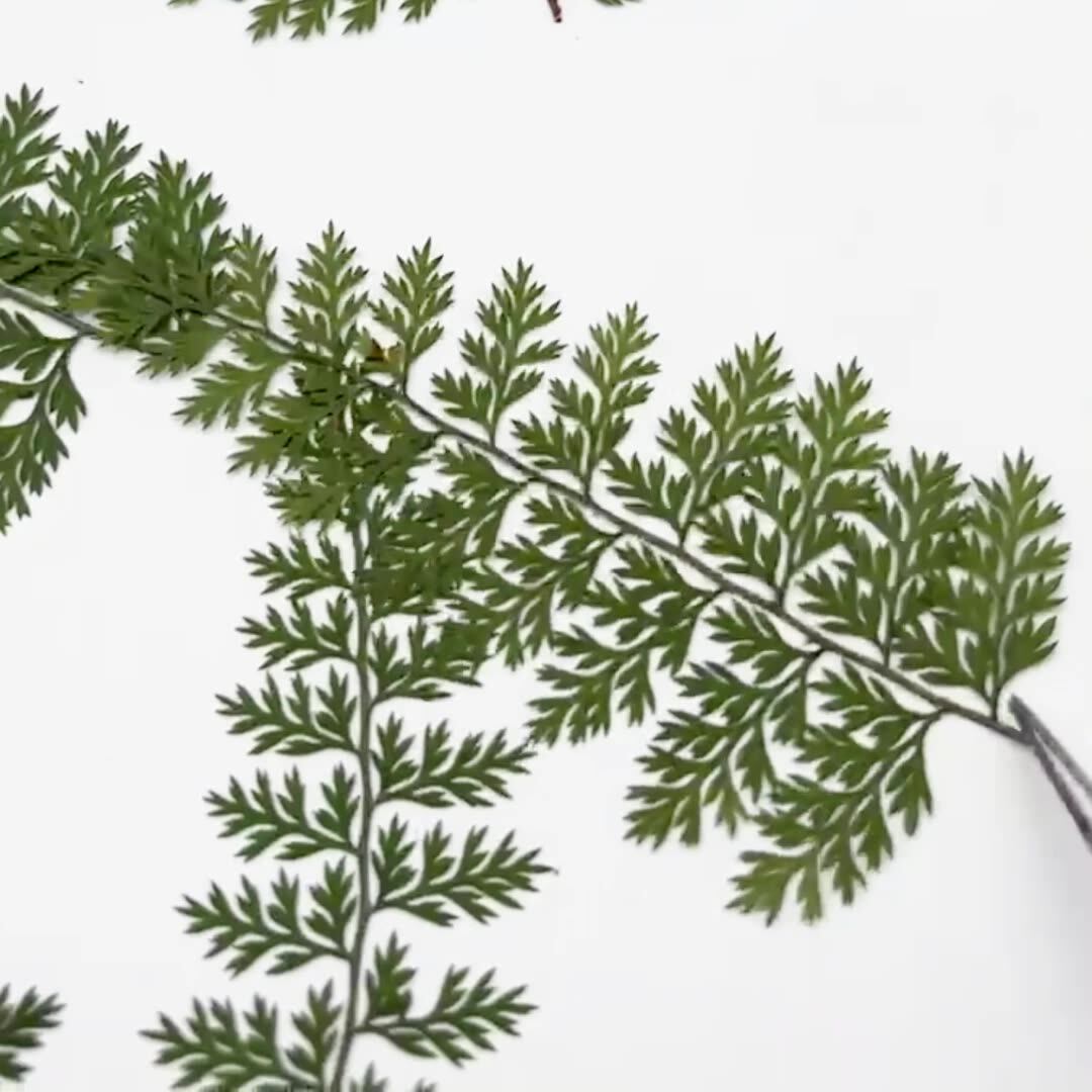 100Pcs Natural Rain Fern Leaf  - огляд і ціна Art Craft Leaves