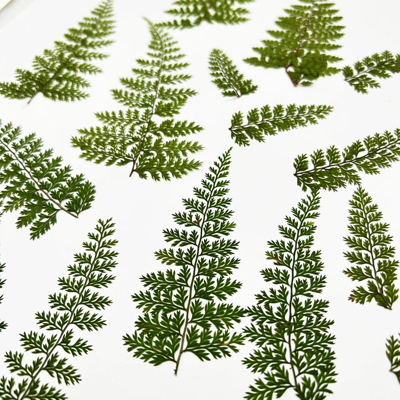 100Pcs Natural Rain Fern Leaf  - огляд і ціна Art Craft Leaves