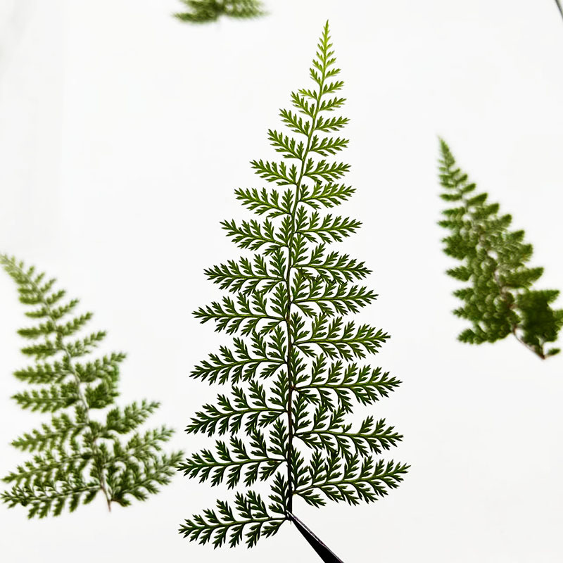100Pcs Natural Rain Fern Leaf  - огляд і ціна Art Craft Leaves