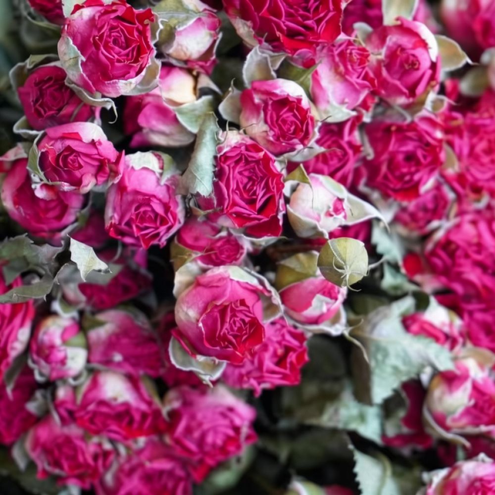 Natural Dried Bubble Rose Flow - огляд і ціна Art Craft Flower Making