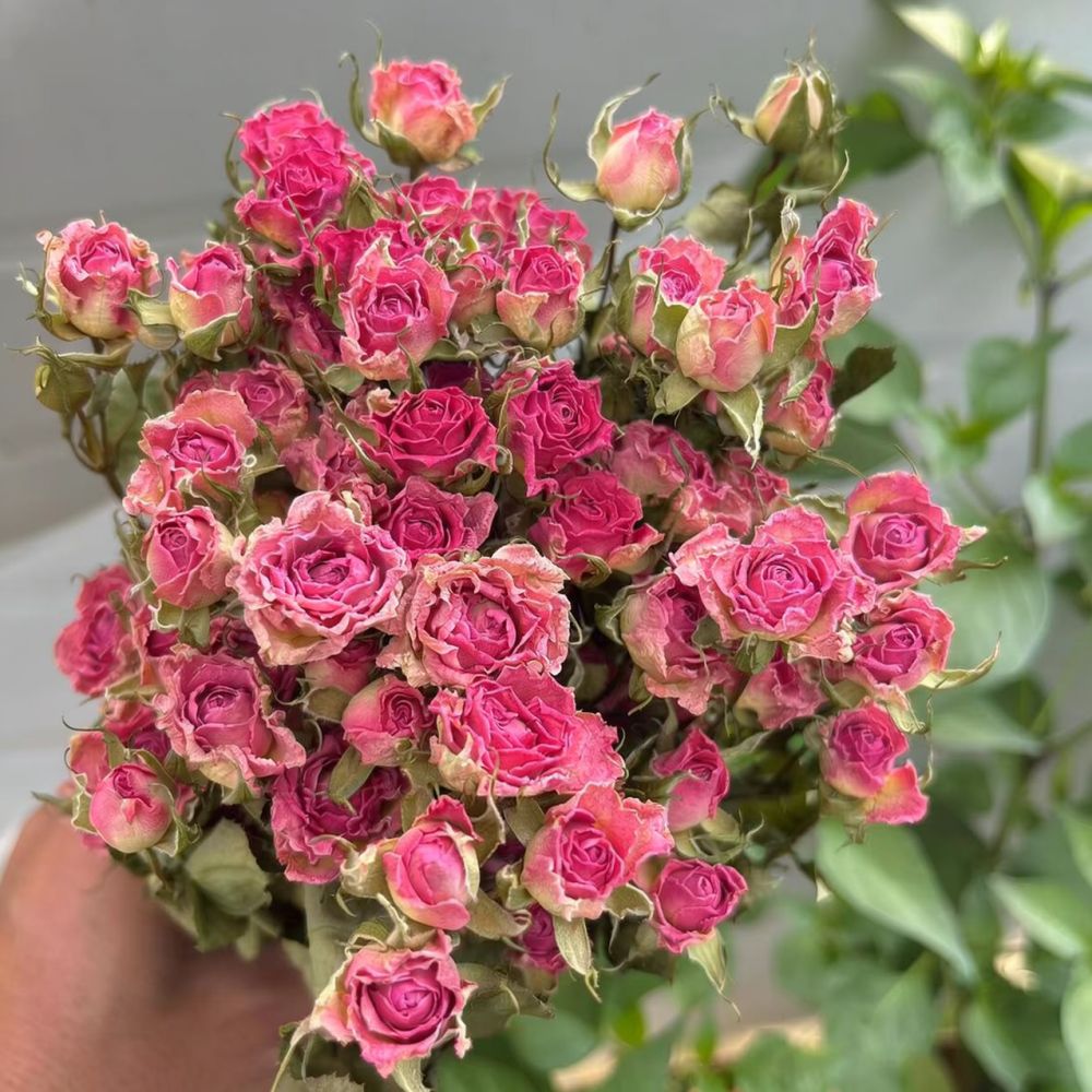 Natural Dried Bubble Rose Flow - огляд і ціна Art Craft Flower Making